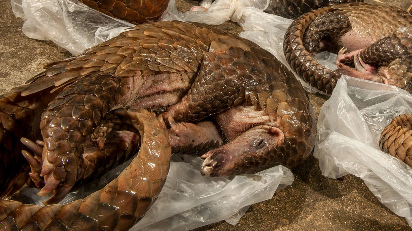 Trafic animalier : 92 cas recensés en Afrique lors de l’opération Sama-2
