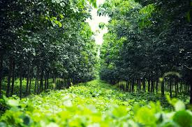 Dizangué, cœur productif et enjeu stratégique