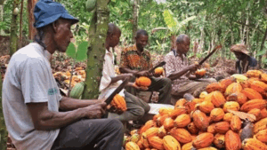 Cacao : triomphe industriel, colère dans les plantations