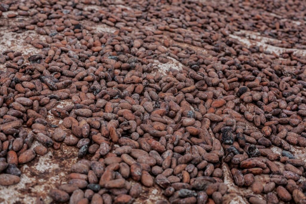 Cette coalition part d'un constat simple. Les quatre pays produisent une part majeure du cacao mondial, mais continuent de percevoir une faible part de la valeur créée tout au long de la chaîne.