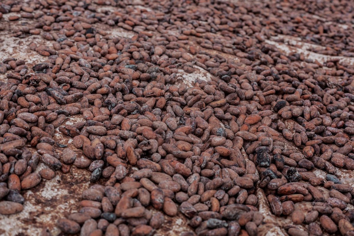Cette coalition part d'un constat simple. Les quatre pays produisent une part majeure du cacao mondial, mais continuent de percevoir une faible part de la valeur créée tout au long de la chaîne.