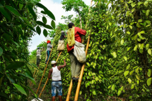 Poivre de Penja : le grain qui propulse le Cameroun sur la carte mondiale des terroirs
