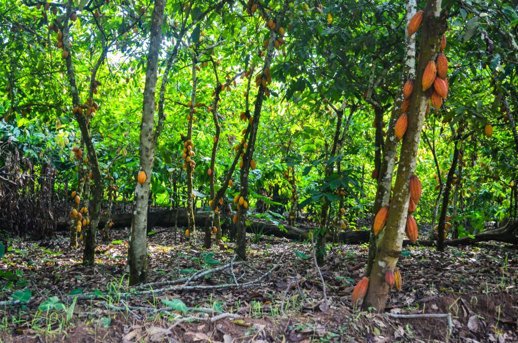Pour le Cameroun, dont l'Union européenne demeure l'un des principaux débouchés du cacao, l'enjeu est stratégique.